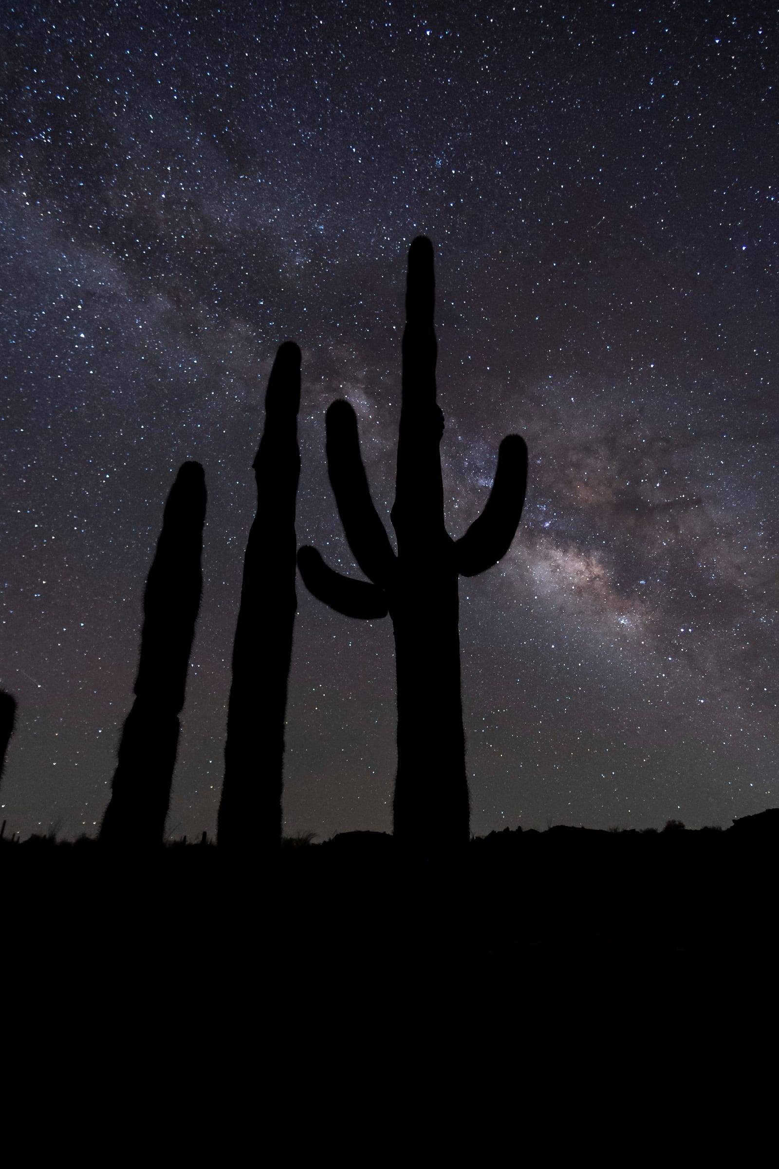 Sahuaros bajo la Vía Láctea en el desierto de Sonora
